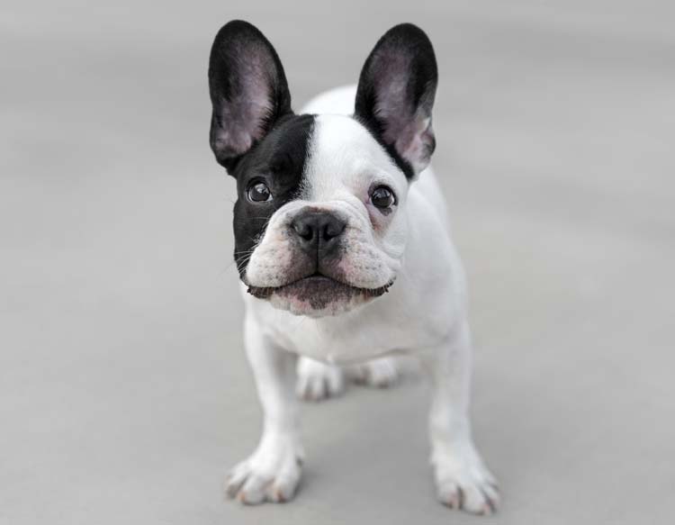 French Bulldog - All About Dogs