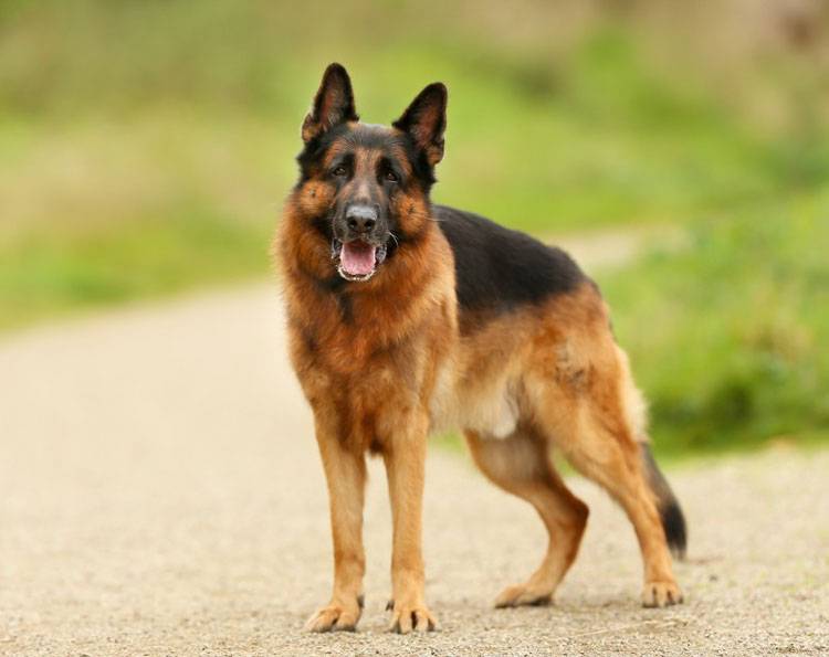 German Shepherd Dog Dog Breed Information