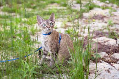 Cat Leash Training