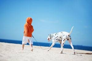 Dog at Beach Dog at Beach