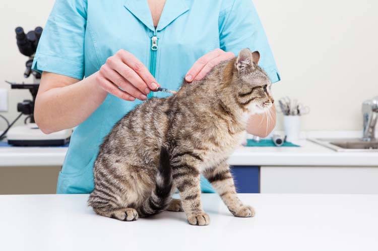 Blood Typing Dogs and Cats Cat Blood Test