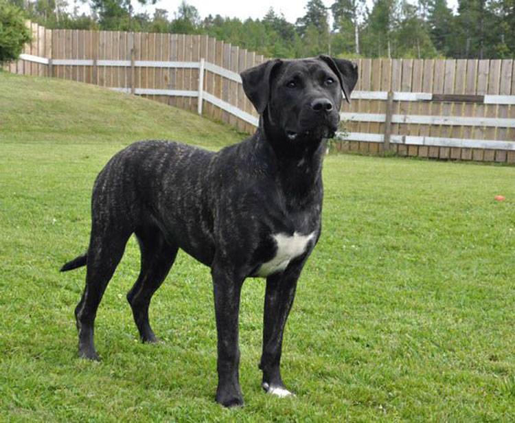 Presa Canario uncropped ears presa canario, dogs, cane corso Presa ...