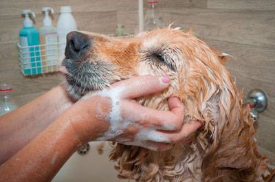 A well-groomed dog smells good. Bathing with a quality shampoo and conditioner removes dirt, oil and that “doggy smell.” Photo credit: sestovic/iStock