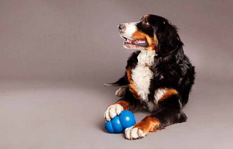 Feed and Entertain Your Dog With a Kong Wobbler - Animal Behavior College