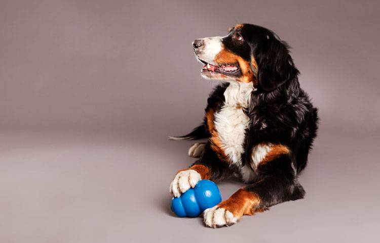 Kong Wobbler Dog Toy Slows Down Mealtime for Dogs That Eat Too Fast