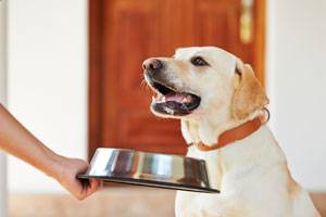 Dog With Food Bowl