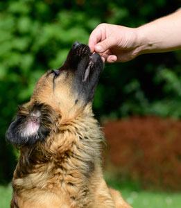 How to Train a Dog to Take Treats Gently Dog Treats