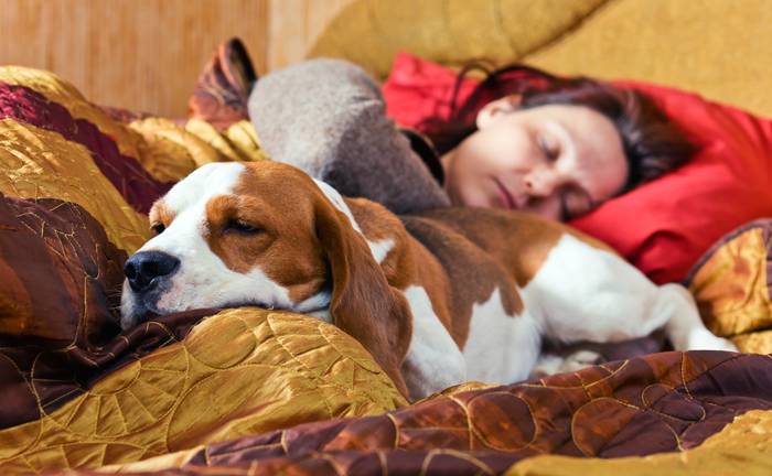Sharing your bed with your dog hotsell