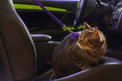 Travel With Cat in Car