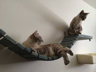 Catastrophic Creations Cat Bridge
