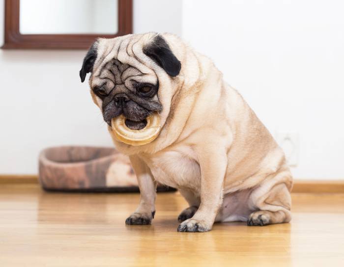 Overweight Dog Overweight Dog
