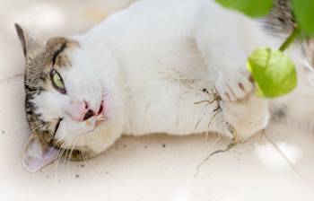 Catnip makes most cats very happy. Photo credit: SuriyaWattanalee/iStock