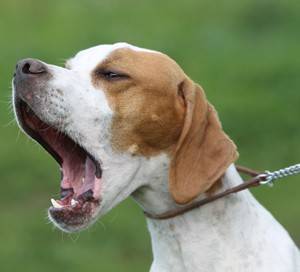 Barking Dog Dog Barking
