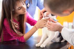 During an annual exam, a vet will check a pet's teeth and gums for any signs of gingivitis, tooth problems and other dental health issues. Photo credit: Lucky Business/iStock