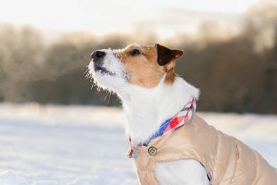 Winter Dog Coat