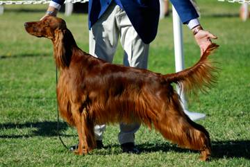 In Conformation competitions, a dog’s overall appearance and structure is judged against his breed's standard. Photo credit: richardlpaul/iStock