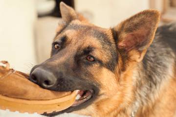 Dog Chewing on Shoe