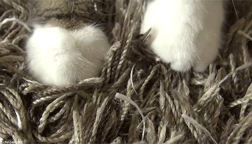 Kneading Cat's Paws