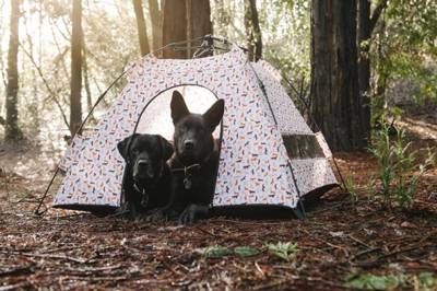 Outdoor-Dog-Tent