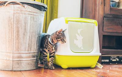 Cat Peeing Outside Litter Box