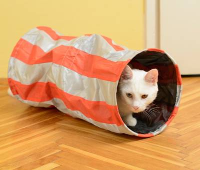 Cat Tunnel