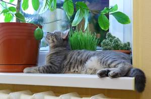 Houseplants Poisonous to Cats