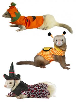 Halloween Ferret Costumes