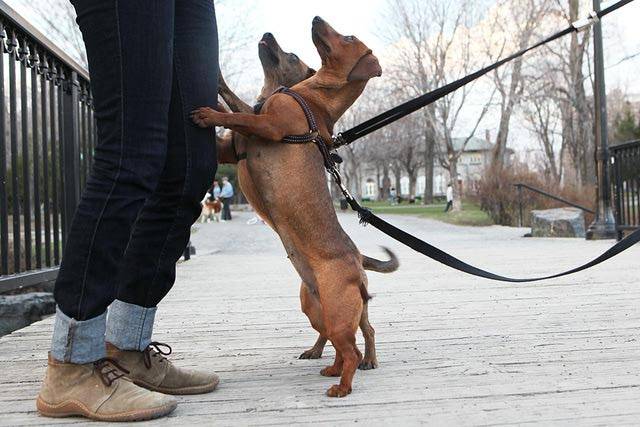 Dogs Jumping Dogs Jumping