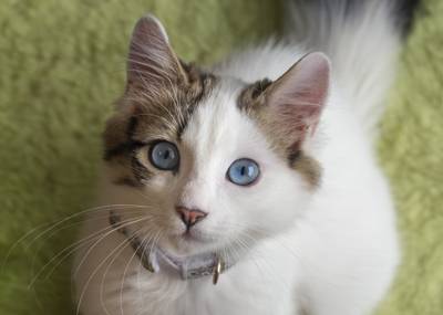 This cat's beautiful blue eyes and markings on her ears (called points) were determined by the genes she inherited from her parents. Photo credit: Esin Deniz/Adobe Stock
