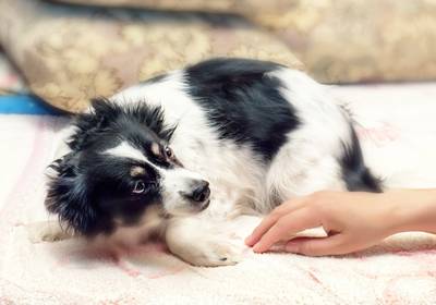 Stressed Dog Stressed Dog Body Language
