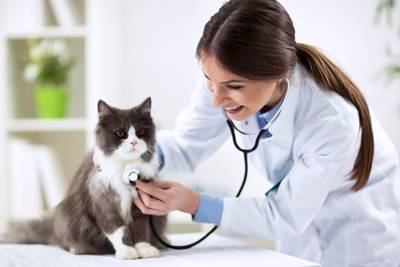 Taking your cat to the veterinarian for yearly check-ups helps ensure she stays in the best of health. © didesign/Adobe Stock
