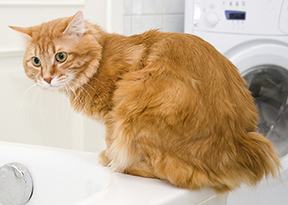 Kurilian Bobtail Kurilian Bobtail Cat Breed