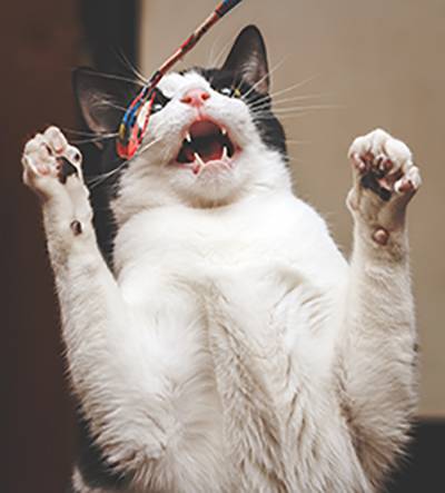 Happy Cat Happy Cat