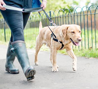 Dog Harnesses - A Complete Shoppers Guide