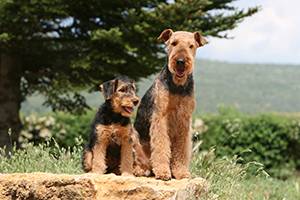 Airedale Terriers