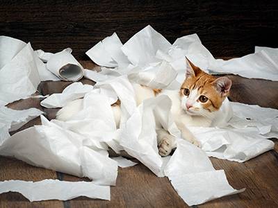 Cat Chewing on Toilet Paper
