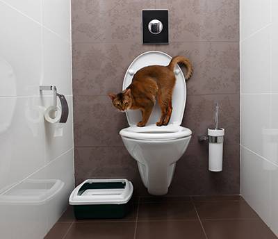 Cat Toilet Training