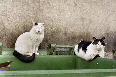 Stray vs. Feral Cats