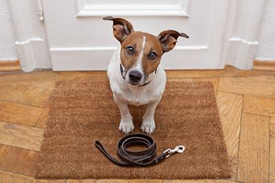 Dog Walking Tips Dog Walking Tips