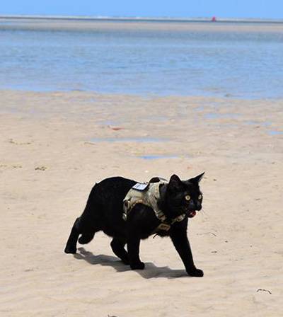 Nathan the Beach Cat