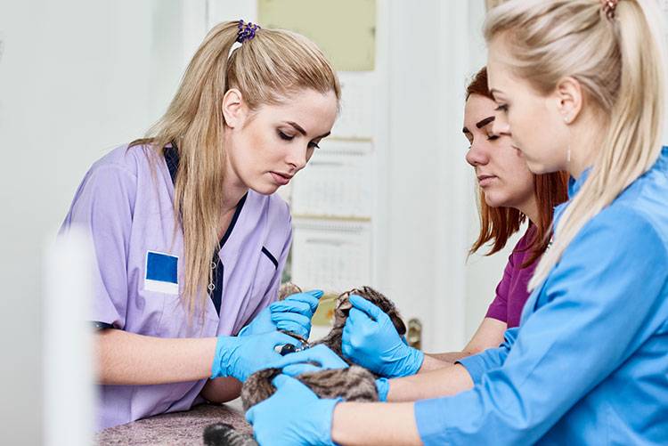 A vet assistant helps restrain a patient during a procedure.