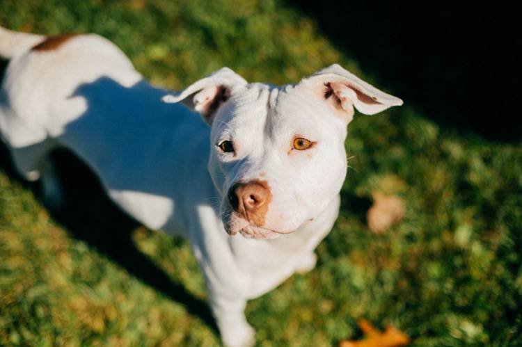 short haired hound breeds