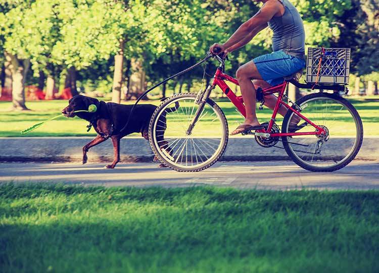 how to take dog on bike ride