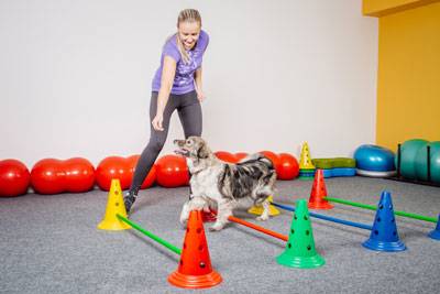 How to Teach Your Dog Agility