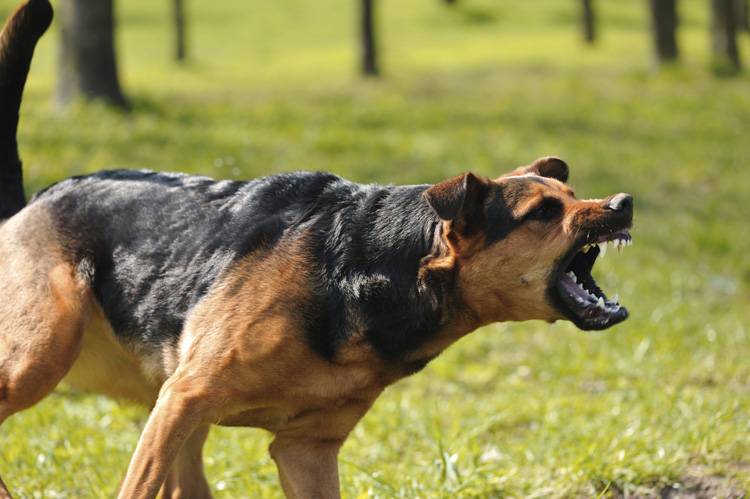 how do you train a dominant aggressive puppy