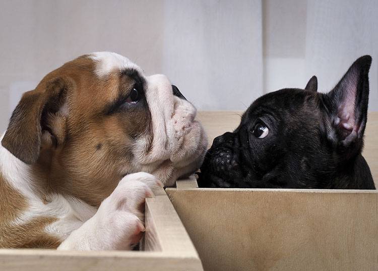Photos of different online dog breeds