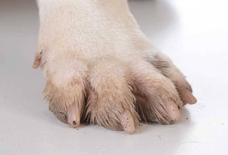 what causes yeast infections in dogs paws