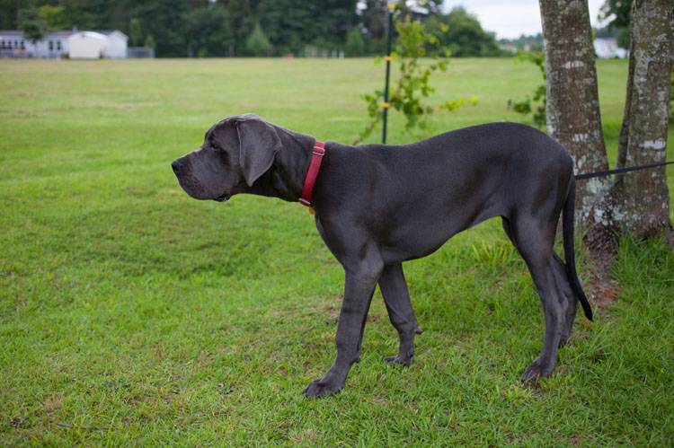 what does it mean when a puppys tail is up