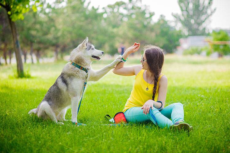 Dog Pawing Behavior: What It Means and How to Stop It - Animal Behavior College