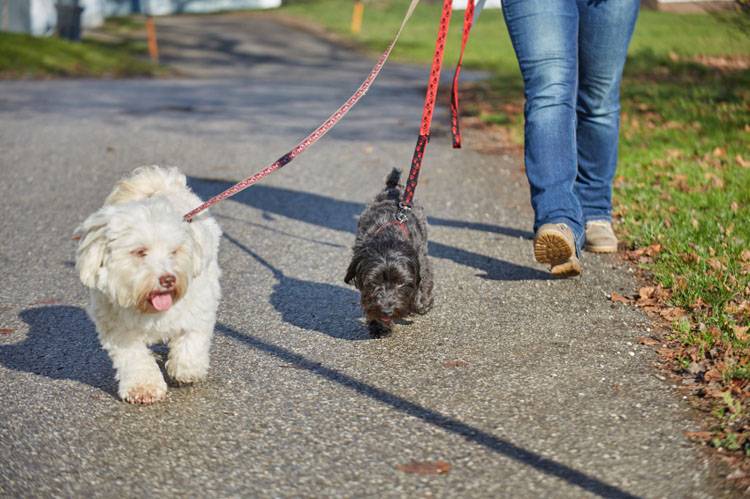 How to Protect Dog Paws From Heat - Animal Behavior College